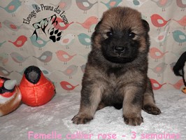 chiot eurasier